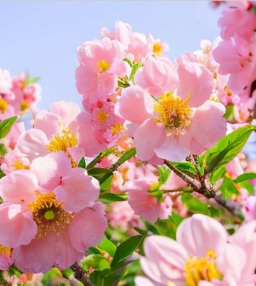 男人佩戴什么走桃花运？粉水