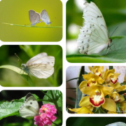 白蝴蝶飞进家好不好？吉兆还