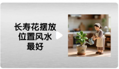长寿花放在哪里最旺财？招财