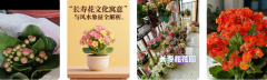 长寿花的寓意与风水 港台师傅全面解读旺财添寿