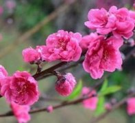 2026最旺姻缘生肖