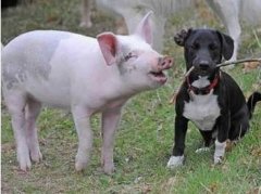 狗和豬春季結婚合適嗎？2026屬狗屬豬春季