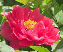 2026属猪女最佳穿衣颜色，米白