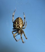 家里出现大蜘蛛预兆 | 蜘蛛吊