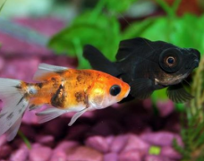 办公室养鱼养几条最好？招财风水鱼数量