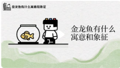 养金龙鱼几条最好旺财｜一条