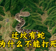 祖坟有蛇旺哪一代？迁坟挖到蛇怎么办｜