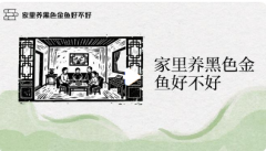 黑色金魚風水寓意：化煞擋災