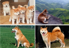 养狗会转运吗？属虎人养狗的