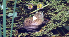 放生什么可以转运发财？台湾