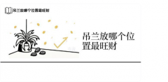 吊兰放哪里最旺财？详解摆放