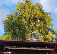 老房子屋里长棵树好不好？详